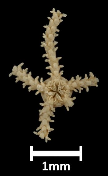Media type: image;   Invertebrate Zoology OPH-5908 Description: Underside view of single ophiuroid specimen with a scale bar.;  Aspect: ventral